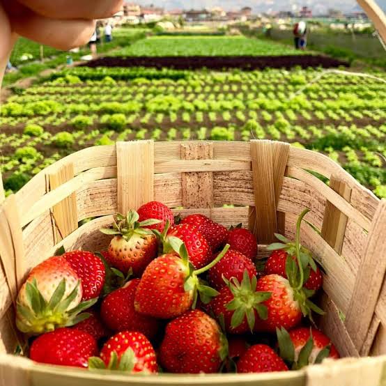 Strawberry Farm - La Trinidad