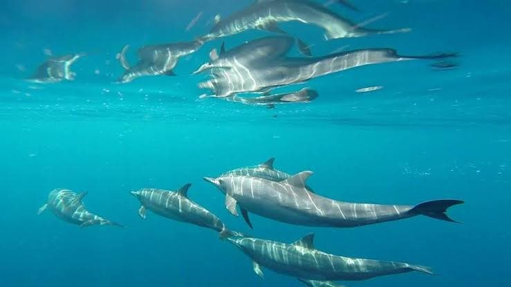 Bais Dolphin Watching