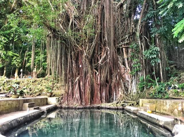 Old Enchanted Balete Tree