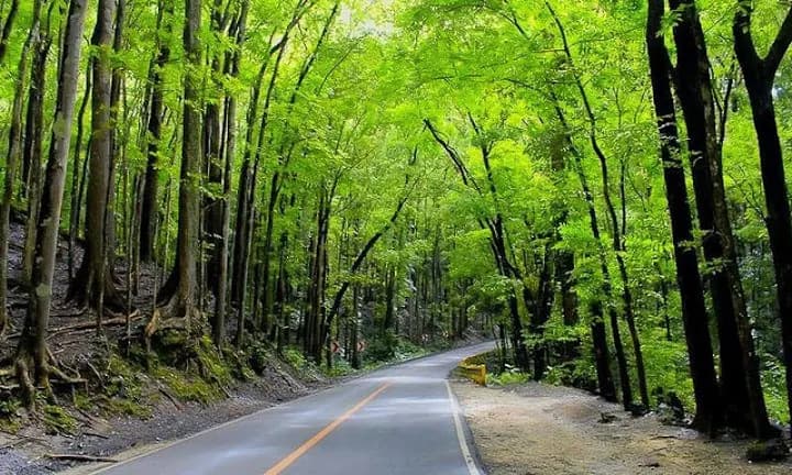 Bilar Man-Made Forest