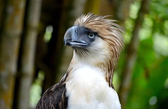 Philippine Eagle Center