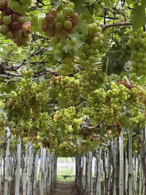 Gapuz Grapes Farm - La Union