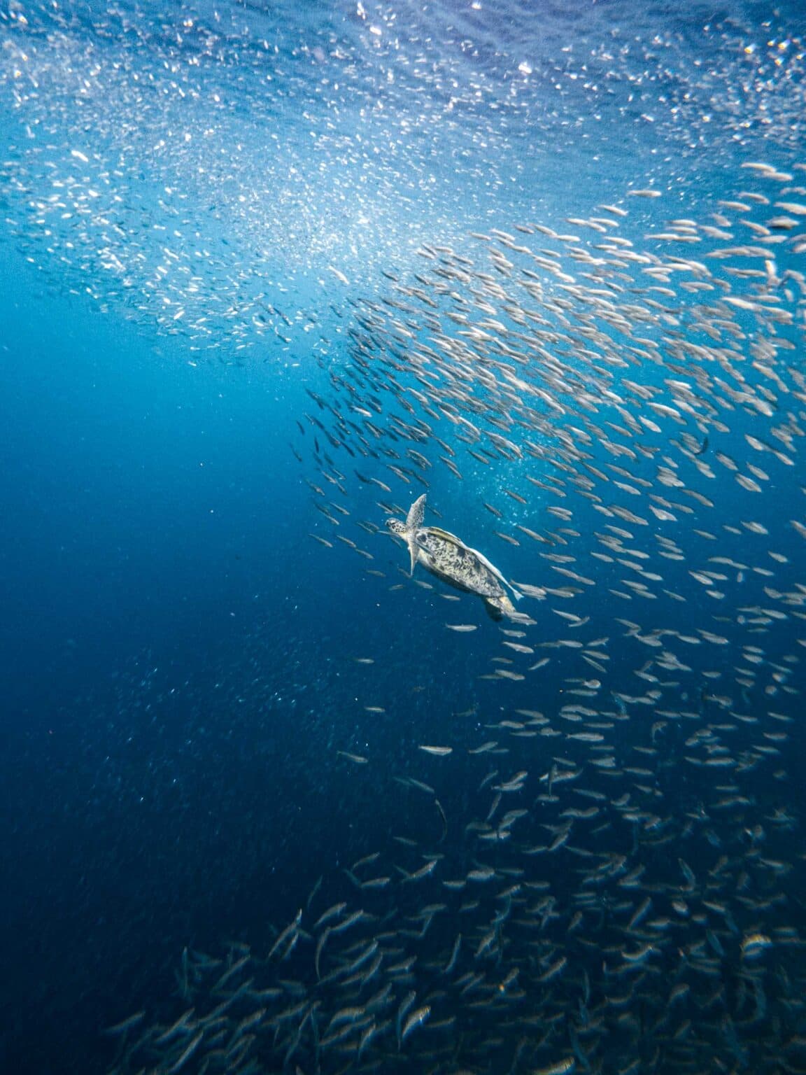 Moalboal Sardine Run (Panagsama Beach)