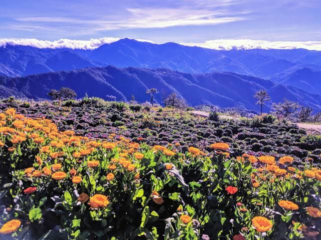 Northern Blossom Flower Farm