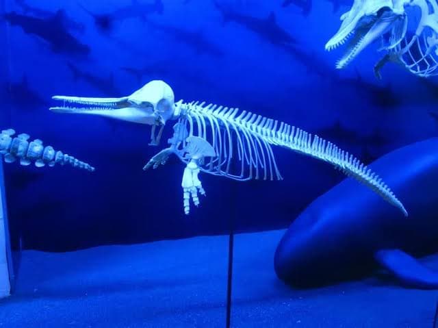 D' Bone Collector Museum