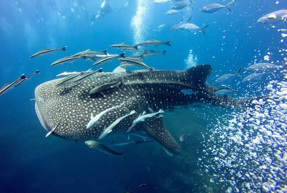 Oslob - Whale Shark Watching