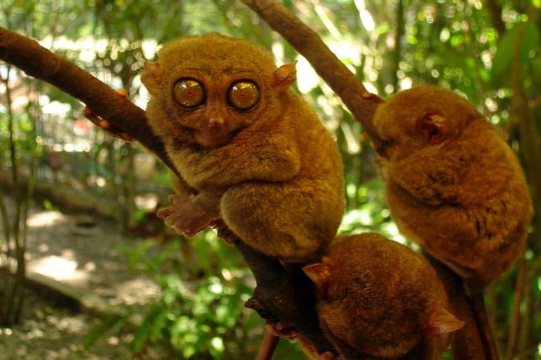 Philippine Tarsier Sanctuary